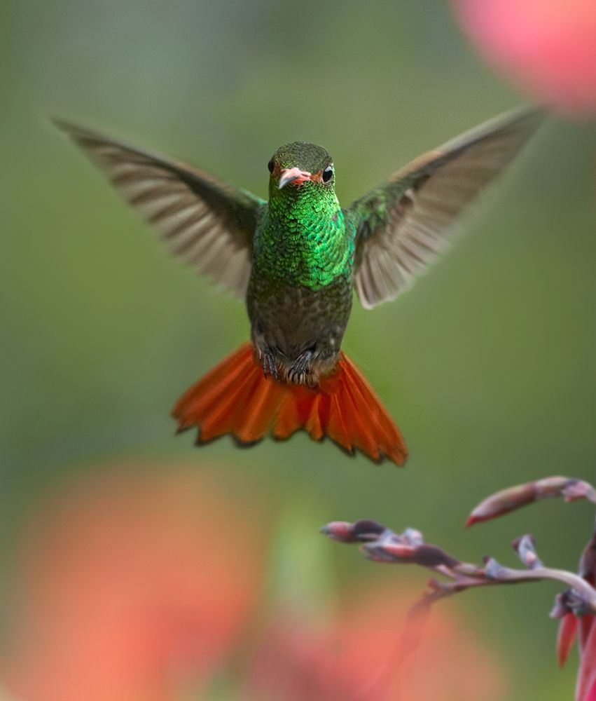 Rufous Tailed Hummingbird art print by Tim Fitzharris for $57.95 CAD