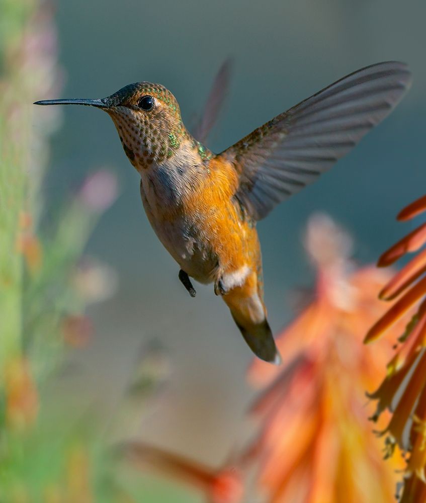 Broad Tailed Hummingbird art print by Tim Fitzharris for $57.95 CAD