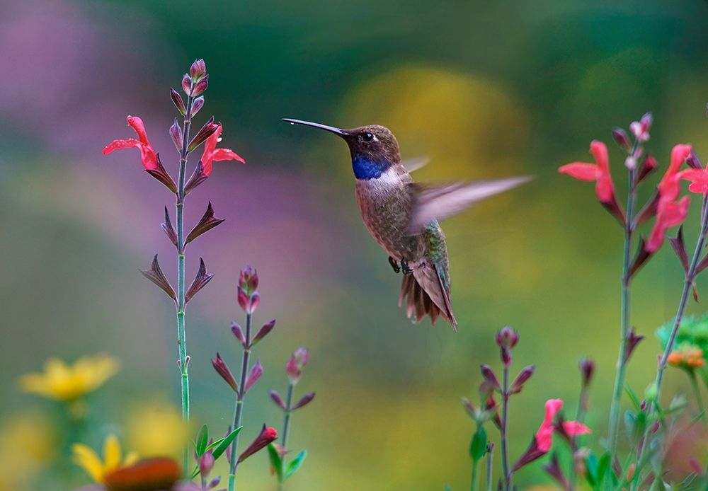 Black Chinned Hummingbird on Desert Penstemon art print by Tim Fitzharris for $57.95 CAD
