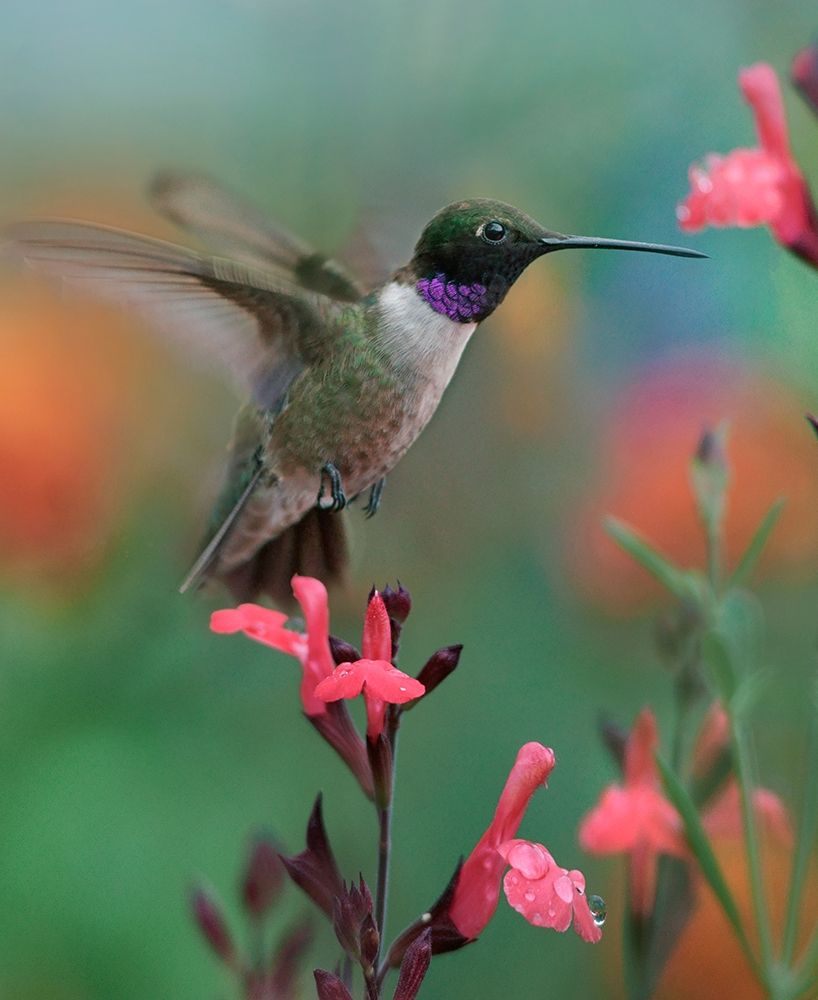 Black Chinned Hummingbird art print by Tim Fitzharris for $57.95 CAD