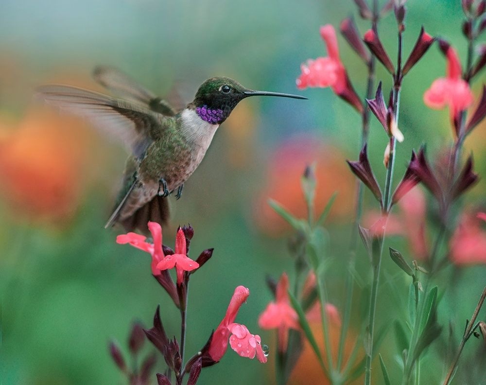 Black Chinned Hummingbird art print by Tim Fitzharris for $57.95 CAD