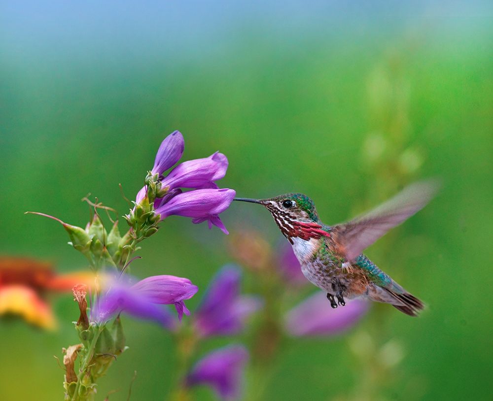 Caliope Hummingbird feeding at Penstemon art print by Tim Fitzharris for $57.95 CAD