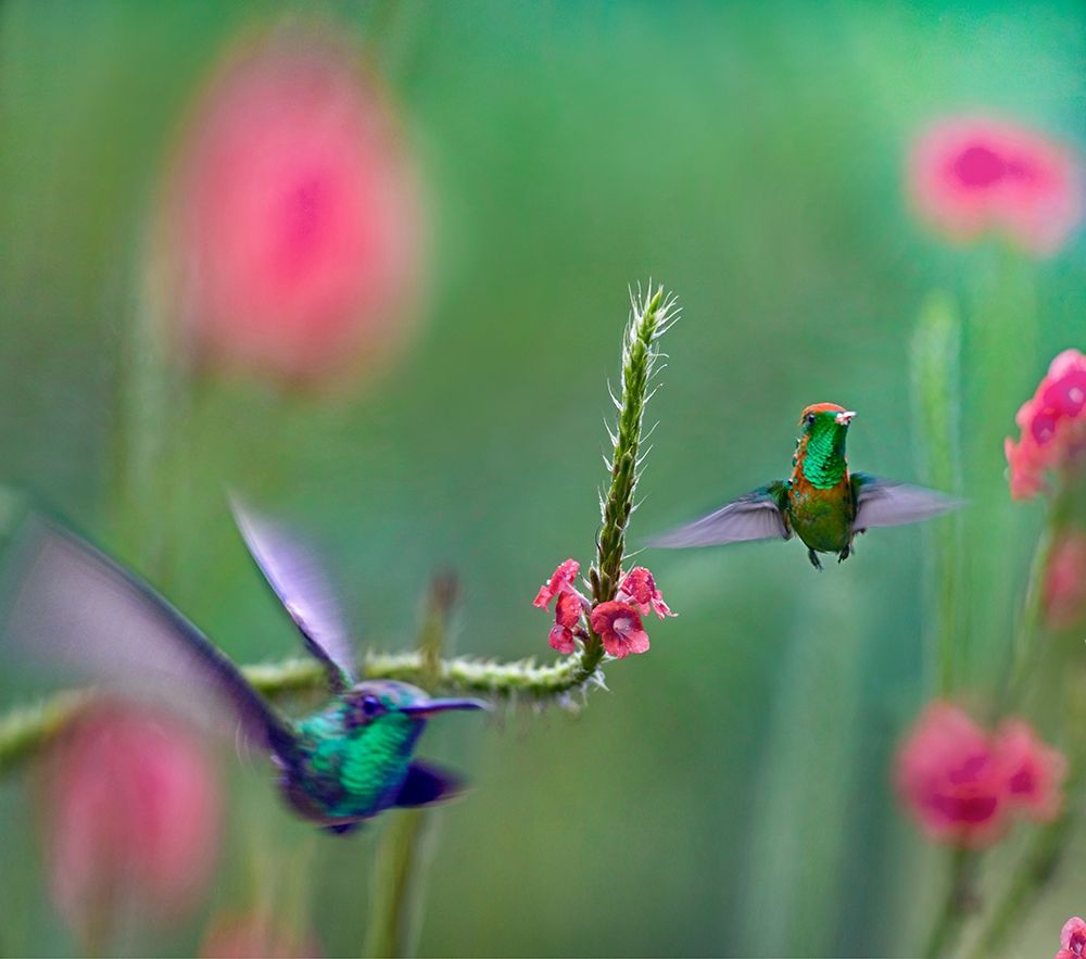 Tifted Coquette Hummingbird art print by Tim Fitzharris for $57.95 CAD