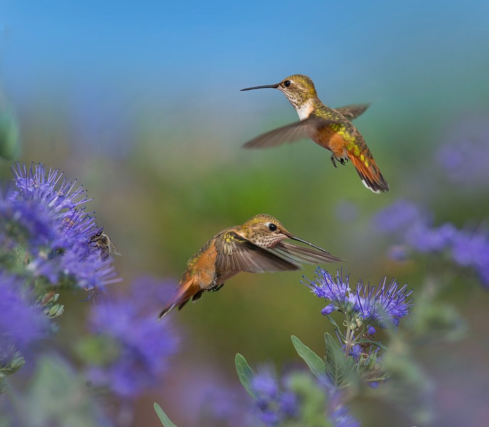 Broad Tailed Hummingbirds art print by Tim Fitzharris for $57.95 CAD
