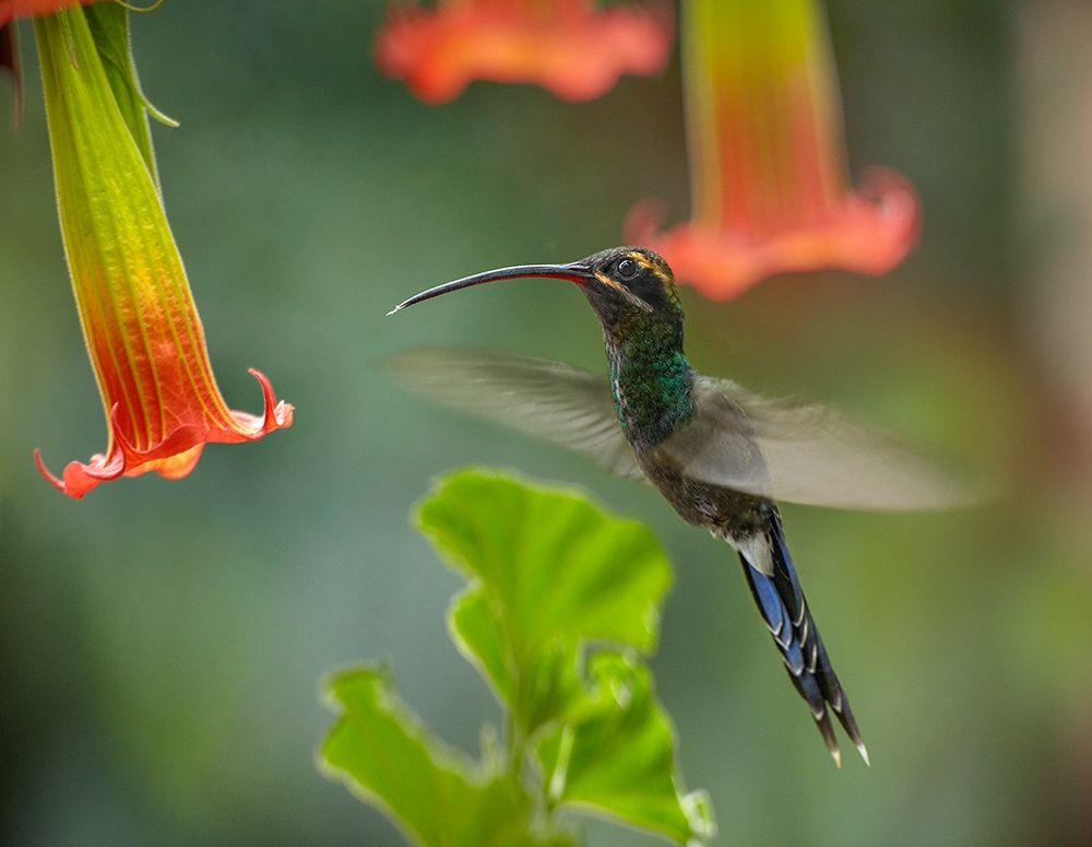Green Hermit Hummingbird art print by Tim Fitzharris for $57.95 CAD