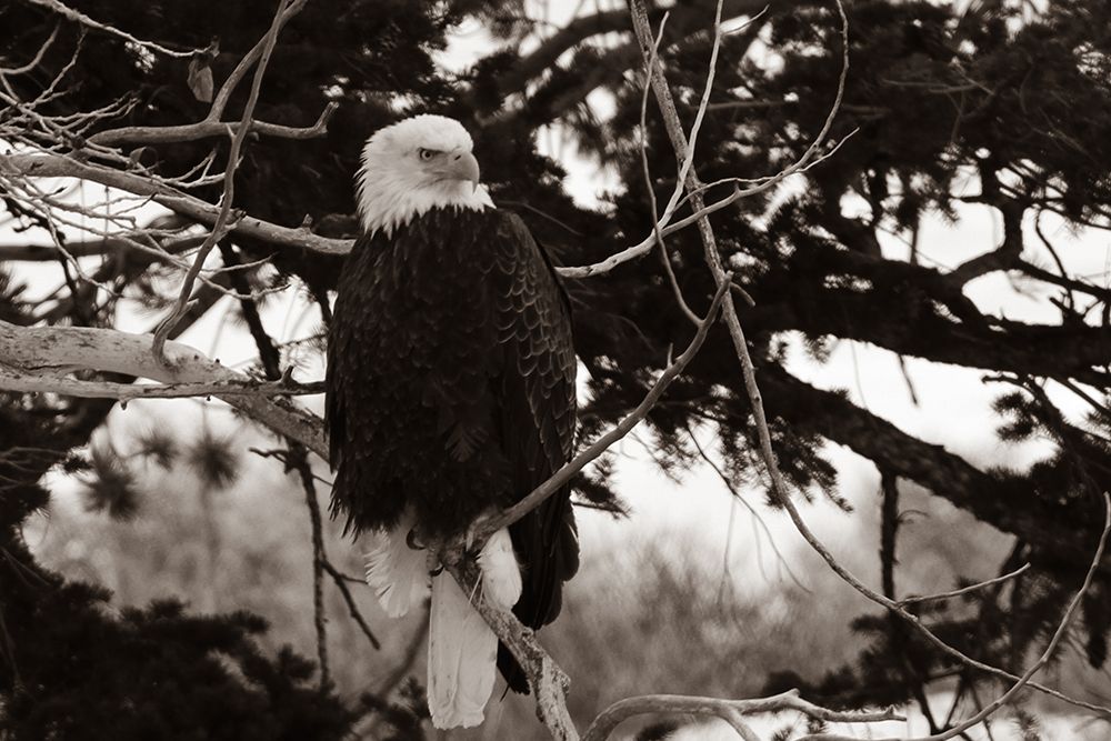Bald Eagle above the Gardner River, Yellowstone National Park art print by Jim Peaco for $57.95 CAD