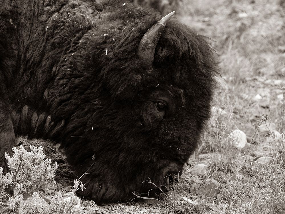 Bull Bison Graze in Lamar Valley, Yellowstone National Park - Sepia art print by Jacob W. Frank for $57.95 CAD