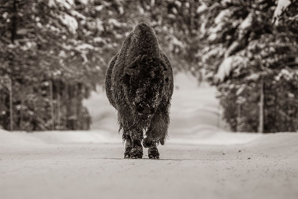 Bull Bison near Fishing Bridge, Yellowstone National Park - Sepia art print by The Yellowstone Collection for $57.95 CAD