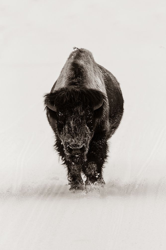 Lone Bull Bison, Yellowstone National Park art print by The Yellowstone Collection for $57.95 CAD