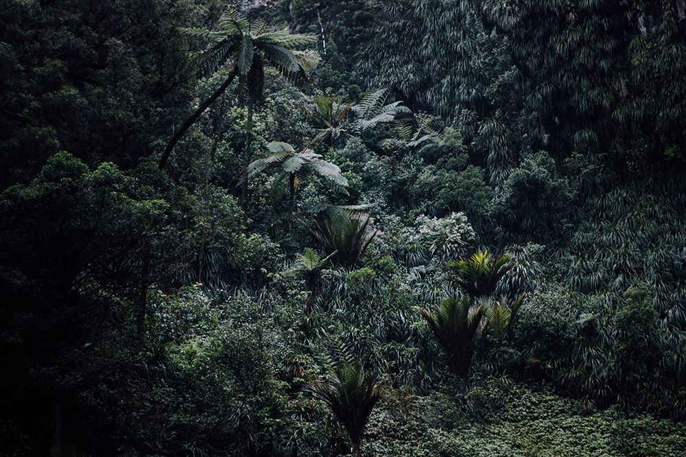 A Humid Forest near Bridal Veil Falls art print by Artographie for $57.95 CAD