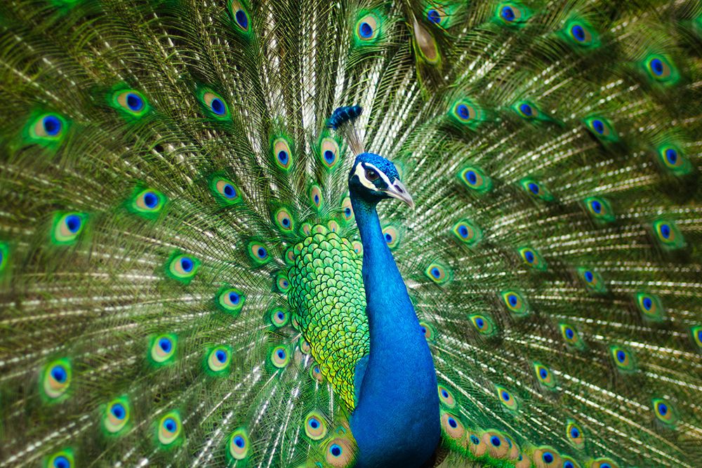 A Male Peacock art print by Artographie for $57.95 CAD