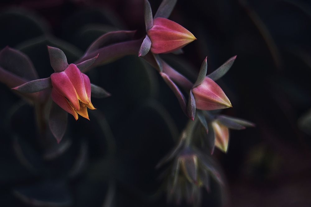 Awakening art print by Artographie for $57.95 CAD