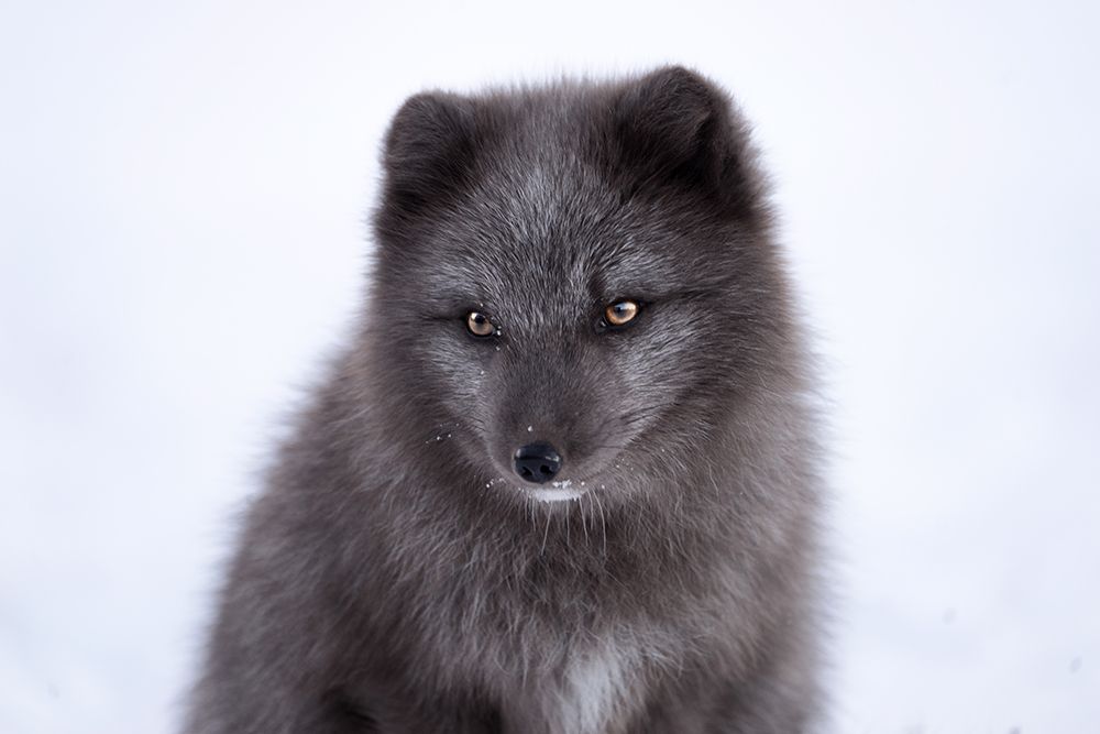 Baby arctic fox art print by Artographie for $57.95 CAD