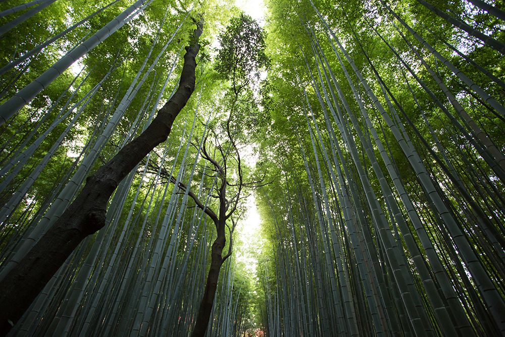 Bamboo Grove art print by Artographie for $57.95 CAD