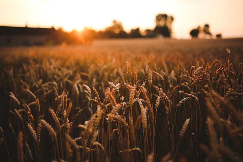 Barley in Summer art print by Artographie for $57.95 CAD