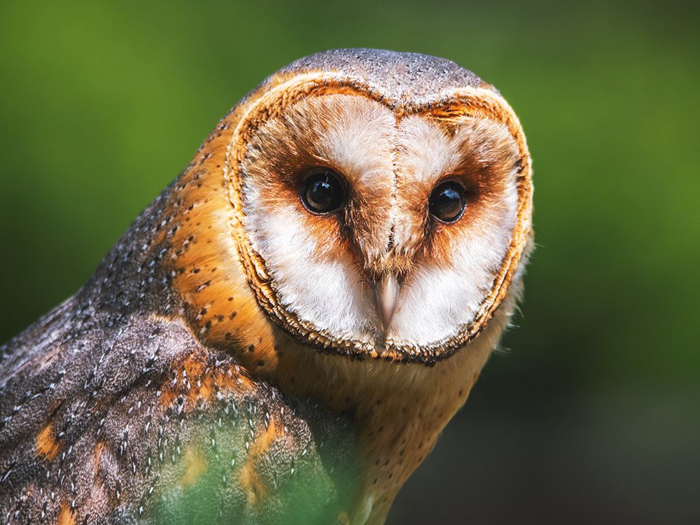 Barn Owl art print by Artographie for $57.95 CAD