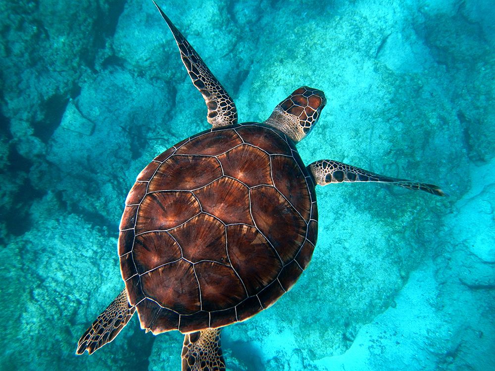Big sea turtle at Kaputas Beach art print by Artographie for $57.95 CAD