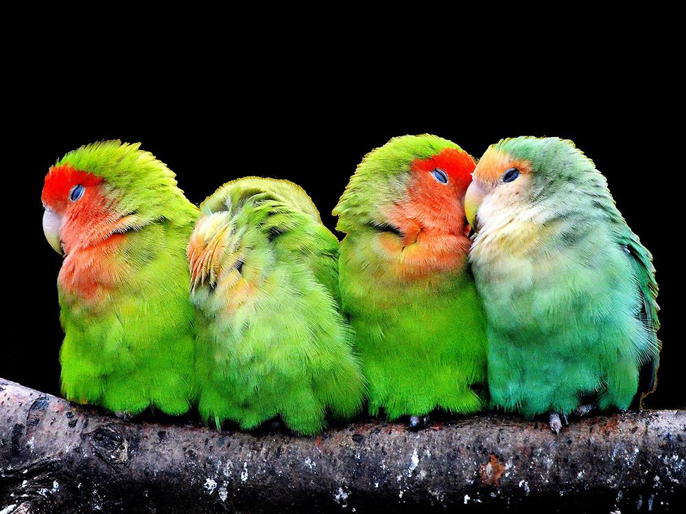 Birds of a Feather art print by Artographie for $57.95 CAD