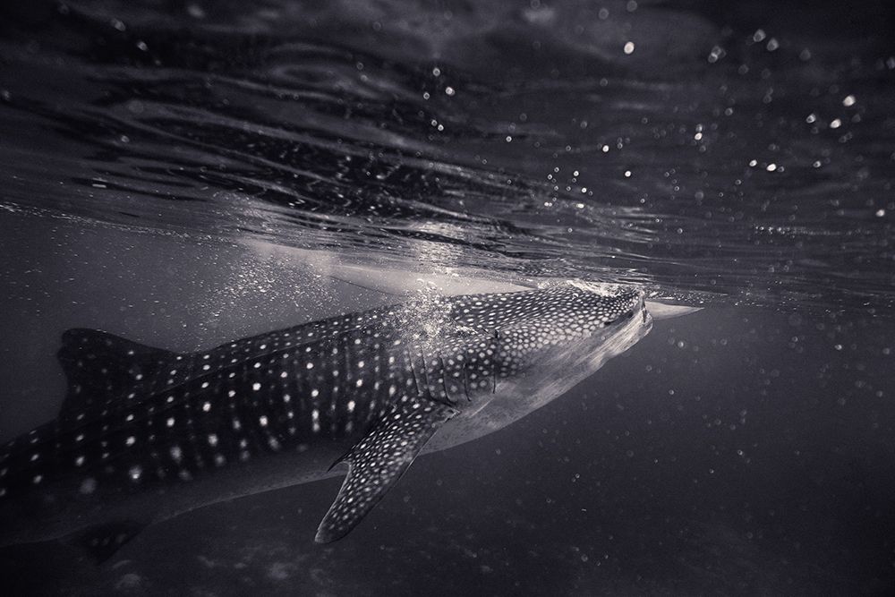 Black and white shot of shark art print by Artographie for $57.95 CAD