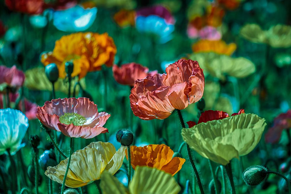 Blooming Poppies art print by Artographie for $57.95 CAD