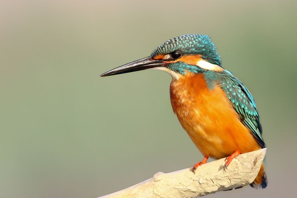 Blue and orange kingfisher art print by Artographie for $57.95 CAD