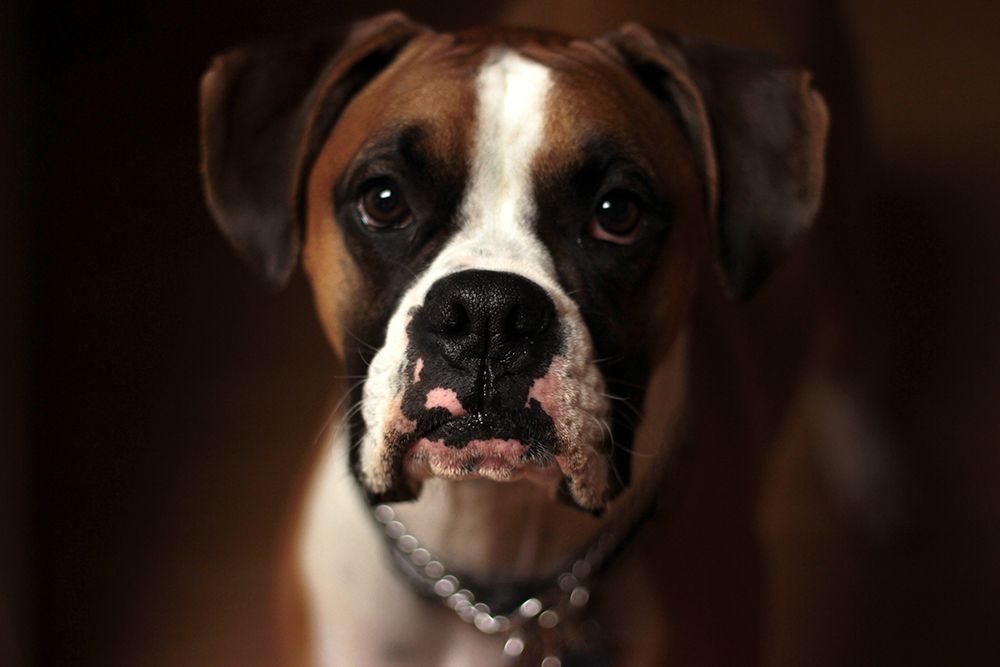 Boxer dog art print by Artographie for $57.95 CAD