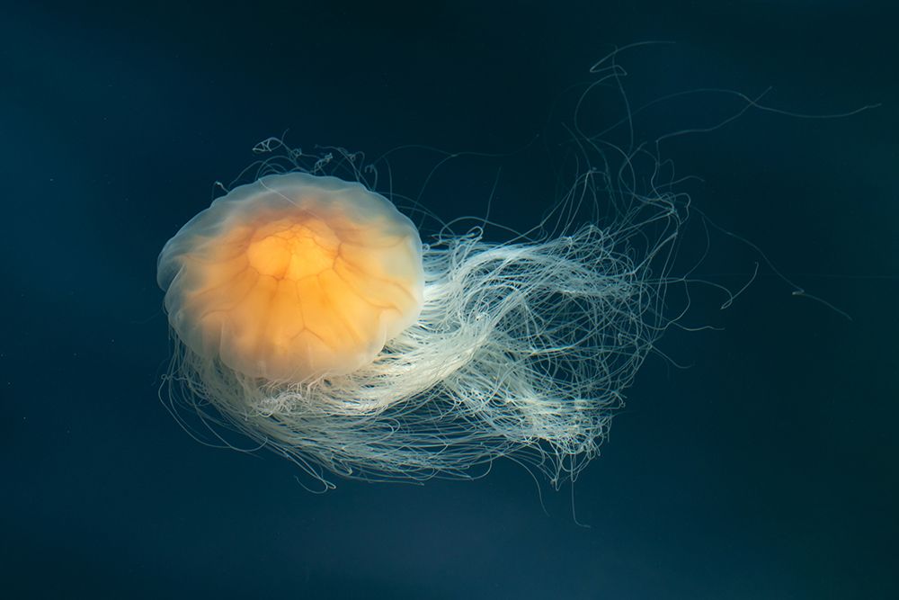 Bright floating jellyfish art print by Artographie for $57.95 CAD