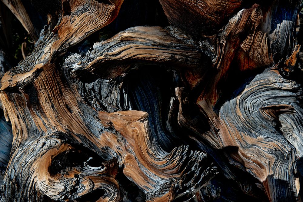 Bristlecone Pines California art print by Artographie for $57.95 CAD