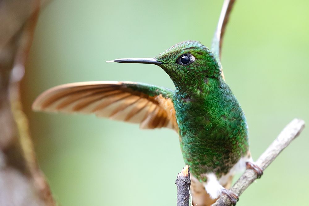 Buff tailed coronet bird art print by Artographie for $57.95 CAD