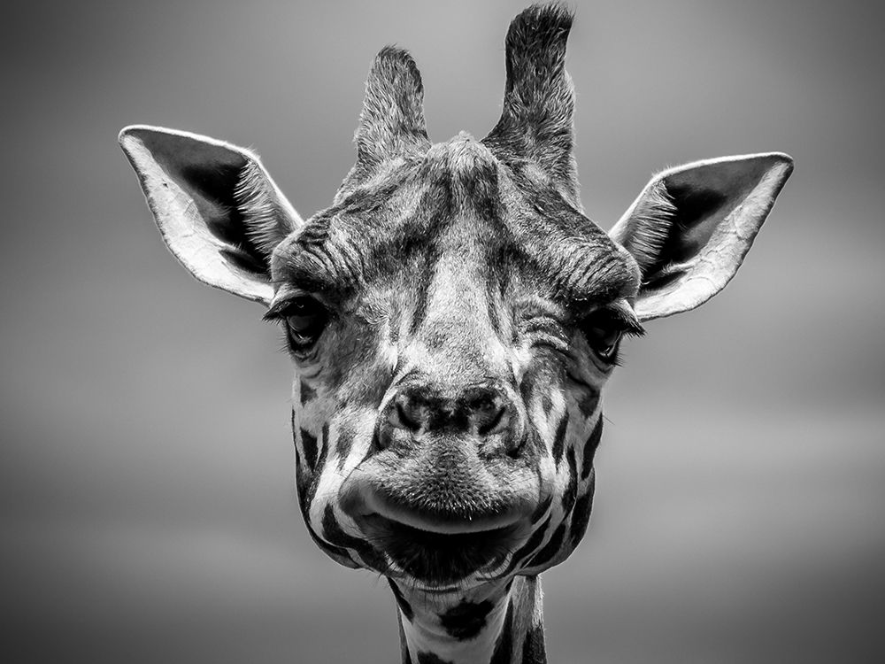 Can I Help You art print by Artographie for $57.95 CAD