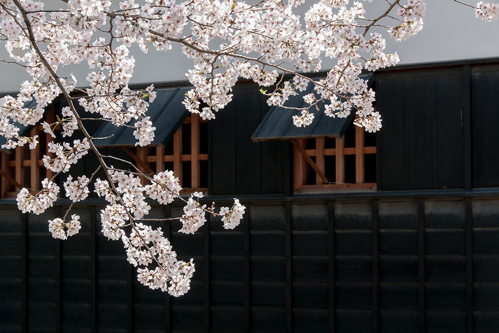 Cherry Blossom art print by Artographie for $57.95 CAD