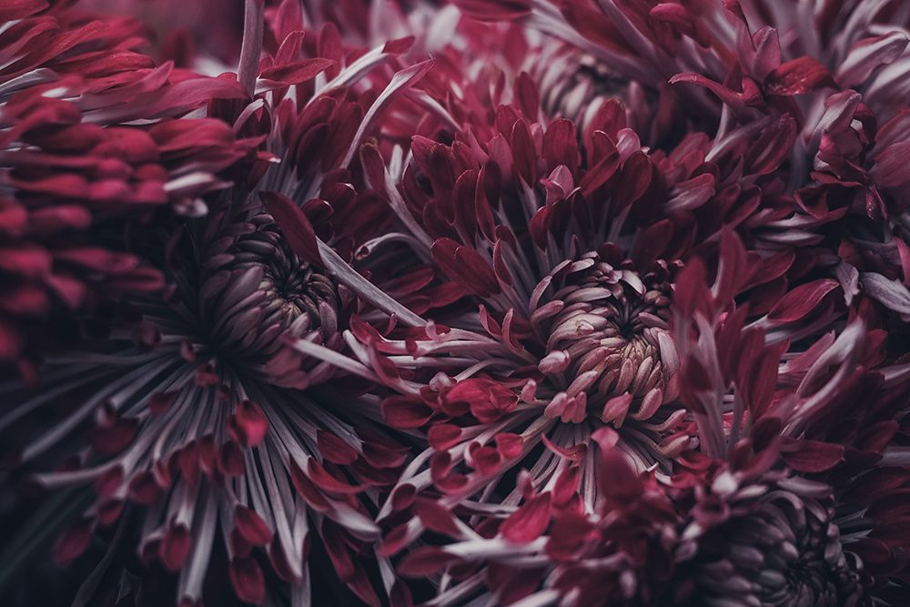 Cherry Red Chrysanthemum Flowers art print by Artographie for $57.95 CAD