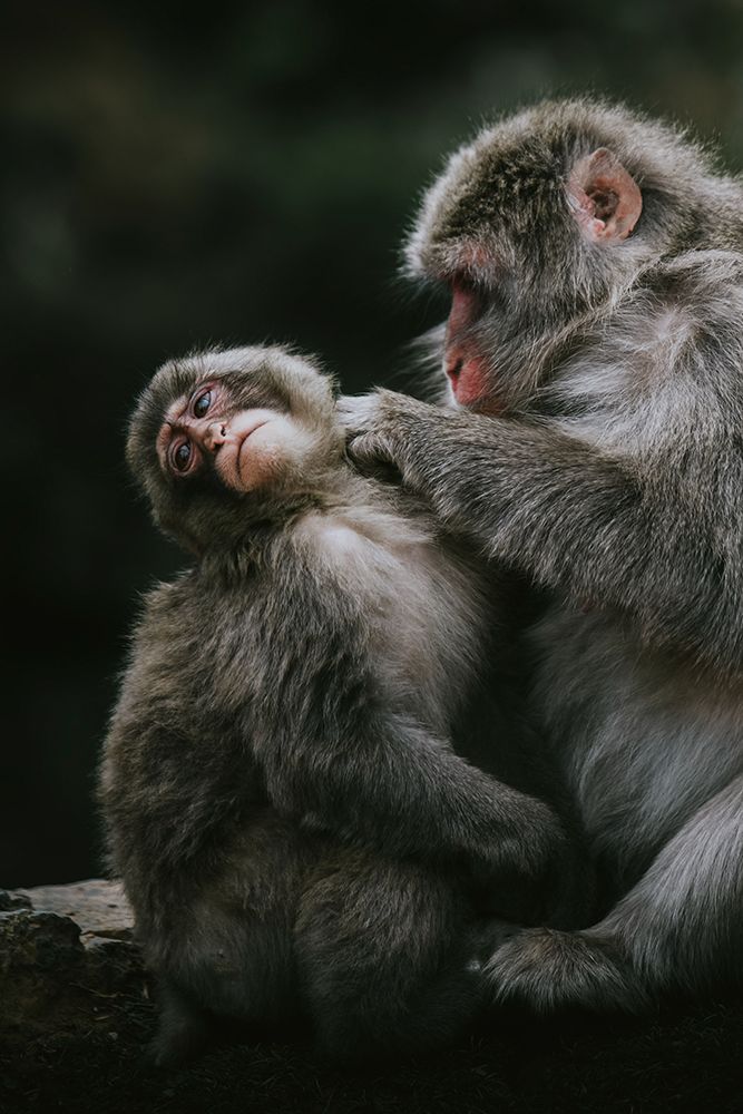 Chinese Mountain Monkeys art print by Artographie for $57.95 CAD