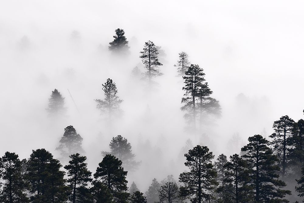 Coconino National Forest, Arizona art print by Artographie for $57.95 CAD