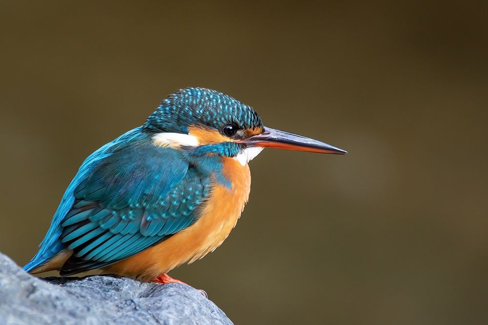 Common kingfisher in Japan art print by Artographie for $57.95 CAD