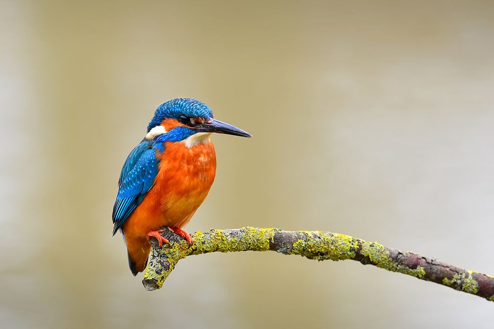 Common kingfisher art print by Artographie for $57.95 CAD