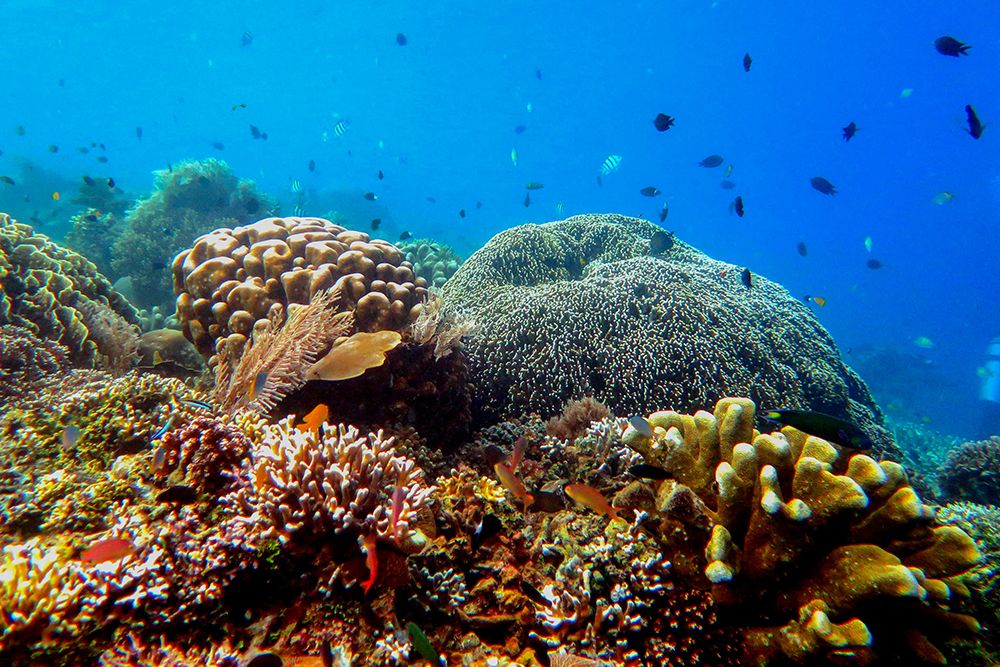 Coral Reef art print by Artographie for $57.95 CAD