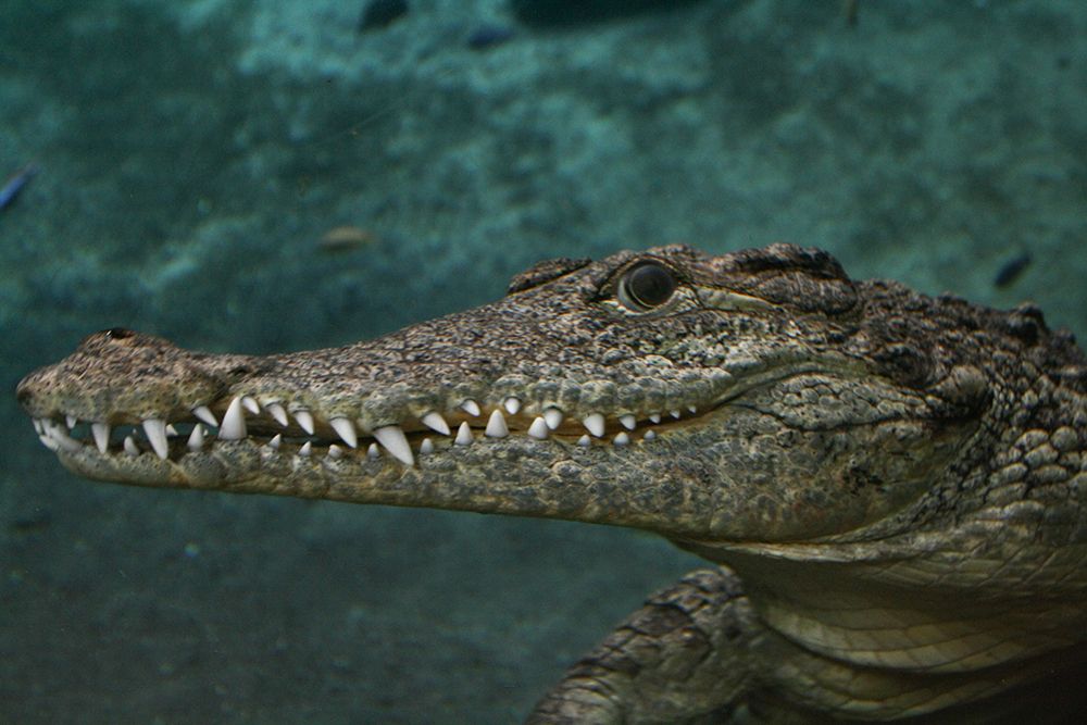 Crocodile Best Side art print by Artographie for $57.95 CAD