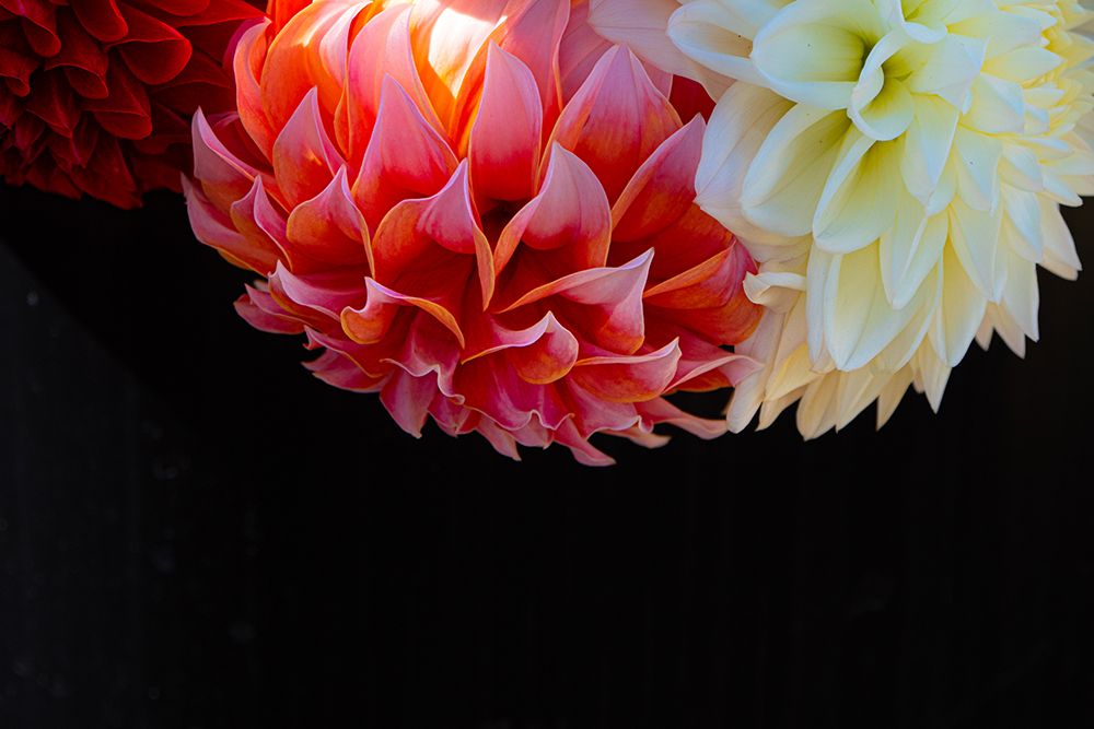 Dahlias soak in the sun art print by Artographie for $57.95 CAD