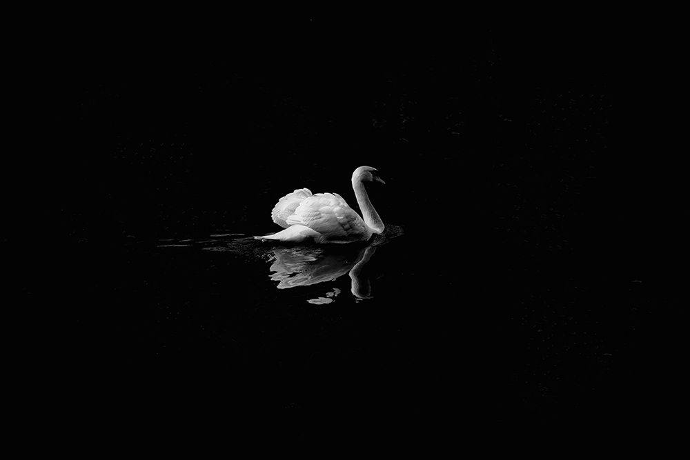 Dark Swan art print by Artographie for $57.95 CAD
