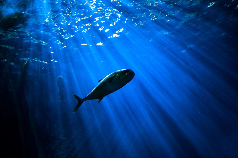 Deep Blue art print by Artographie for $57.95 CAD