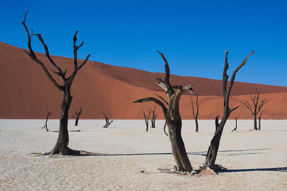 Desert Sentinels art print by Artographie for $57.95 CAD