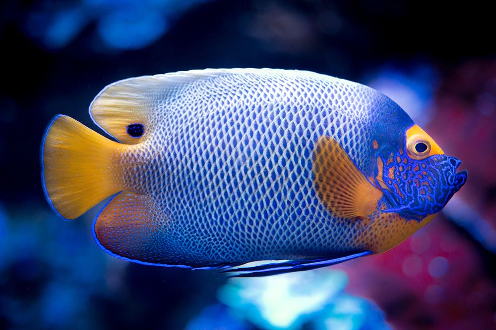 Exotic Blue Fish Best Side art print by Artographie for $57.95 CAD
