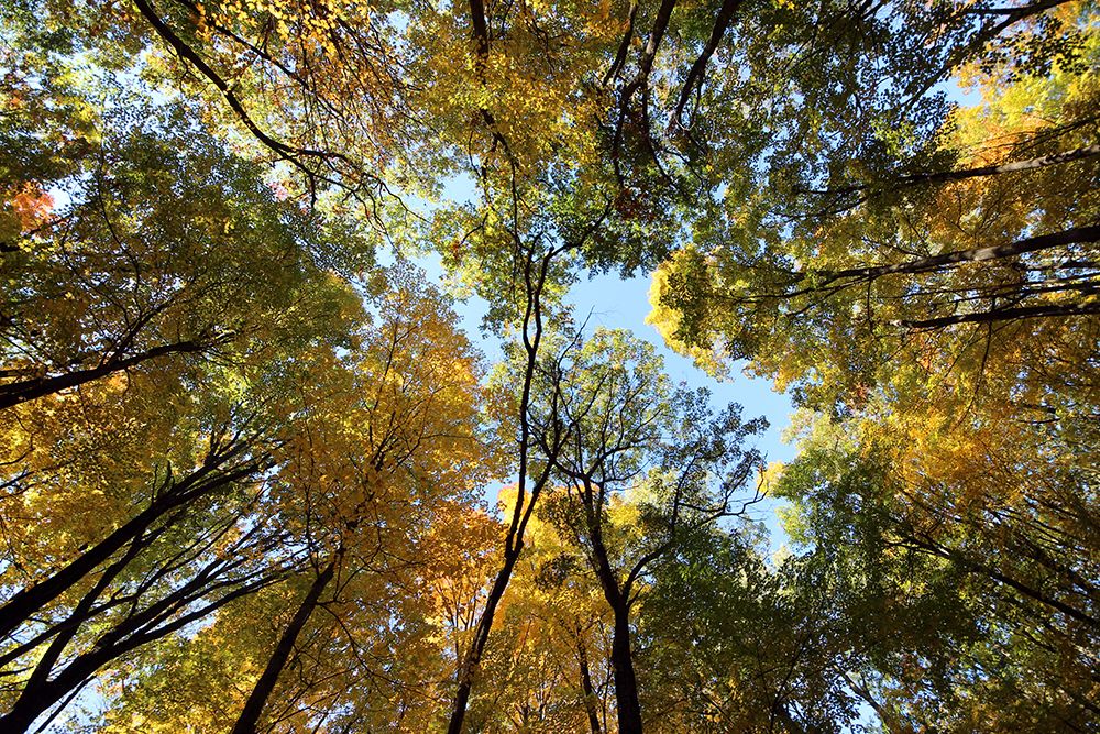 Fall at Devils Lake State Park in Wisconsin art print by Artographie for $57.95 CAD