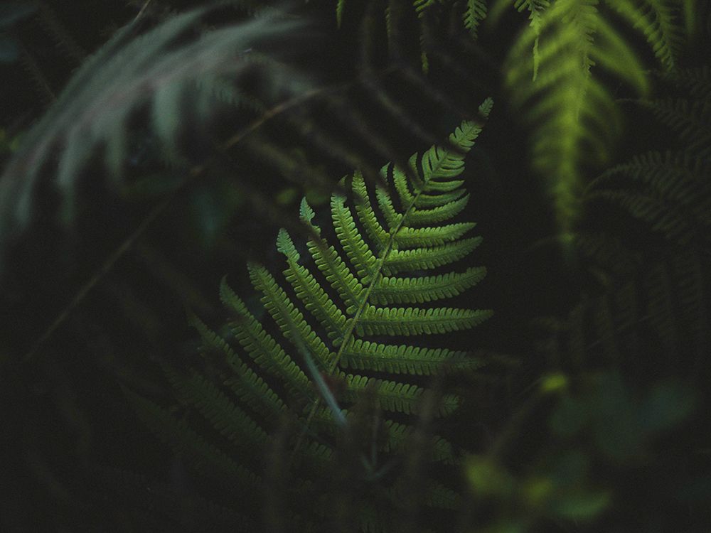 Fern leaves in the forest of Oahu, Hawaii art print by Artographie for $57.95 CAD
