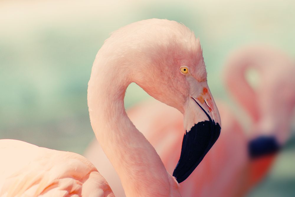 Flamingo Best Side art print by Artographie for $57.95 CAD