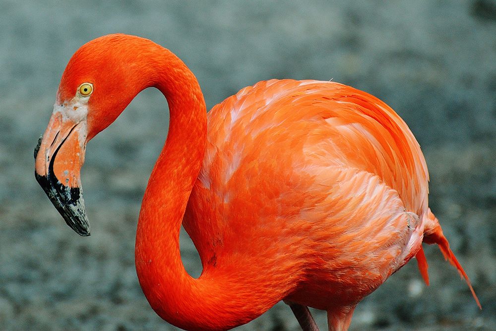 Flamingo Bird art print by Artographie for $57.95 CAD