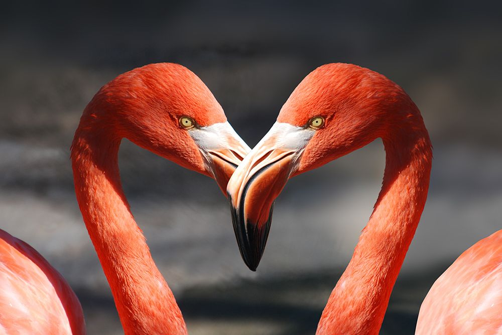 Flamingo Love art print by Artographie for $57.95 CAD
