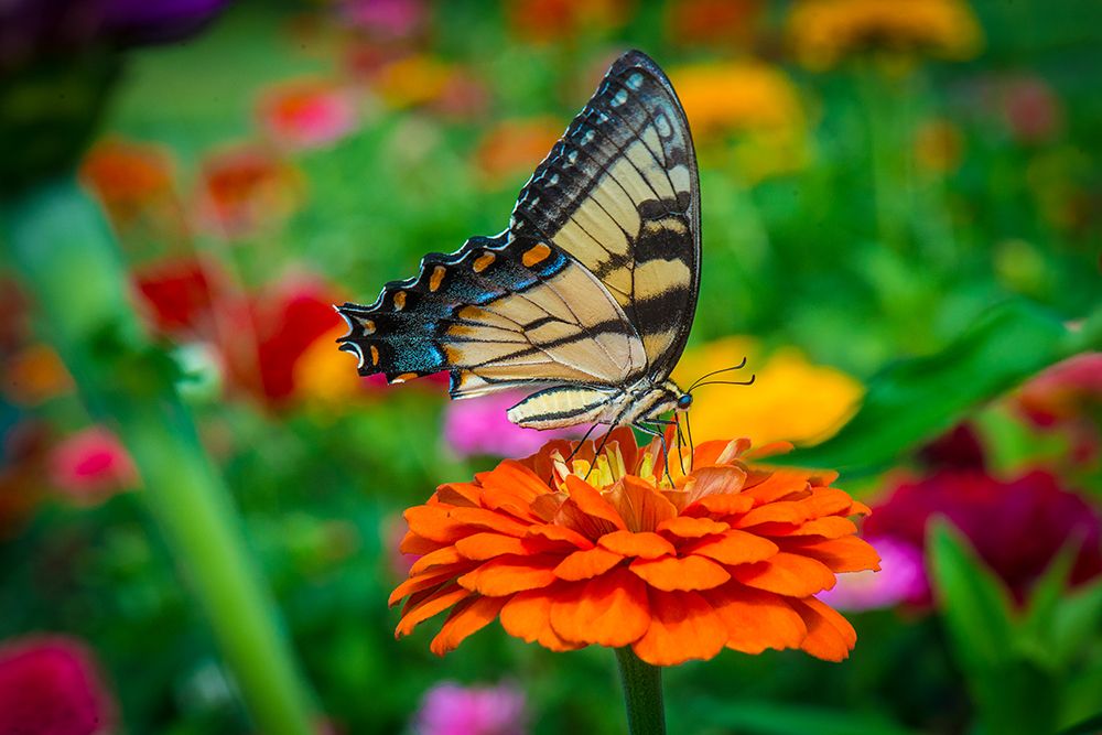 Butterfly in Fredericksburg, Virginia art print by Artographie for $57.95 CAD
