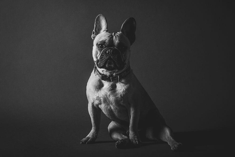 French Bulldog art print by Artographie for $57.95 CAD